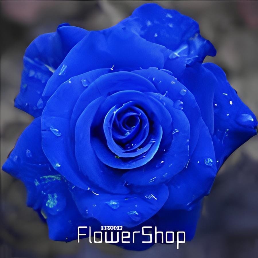 300 Seeds Blue Rose Fragrant Gardens Flowering Plants