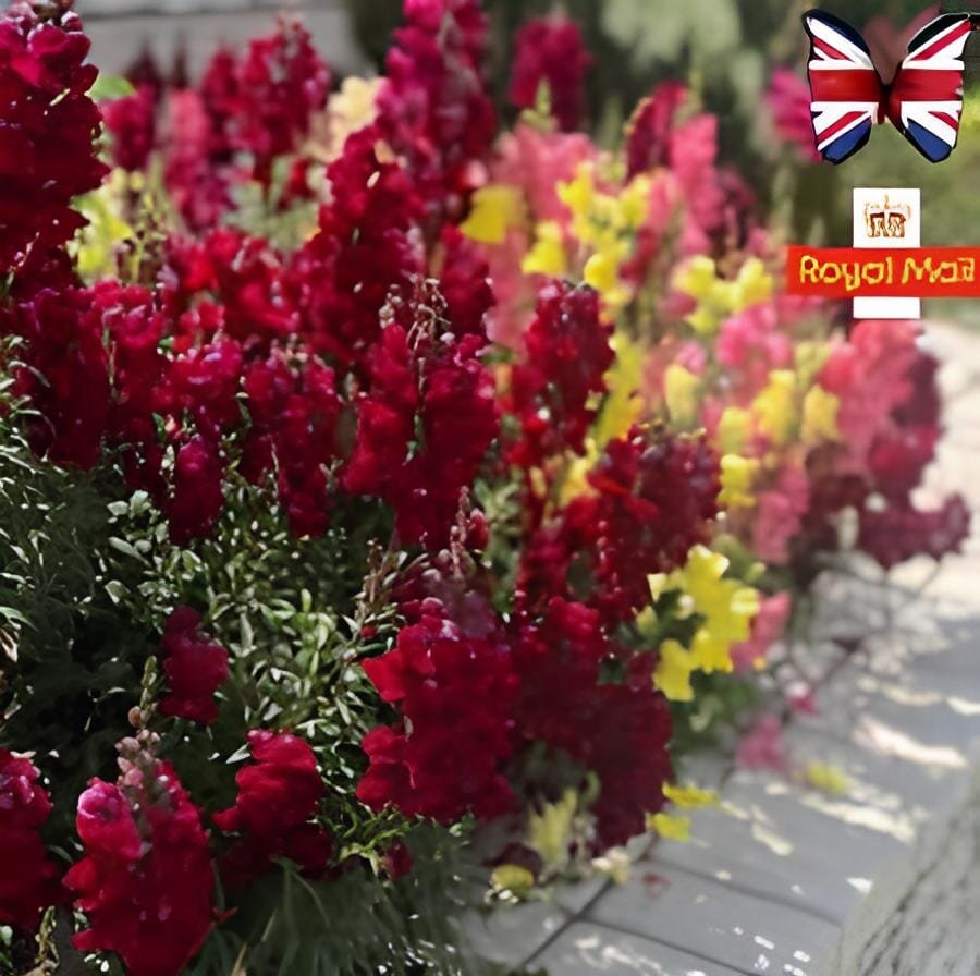 200 Seeds Mixed Antirrhinum Snapdragon Jardin Fragrant Dwarf Flower