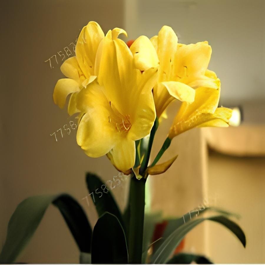 200 Seeds Clivia Miniata Plant Gorgeous Bonsai
