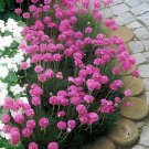 100 Seeds Armeria Maritima Bonsai Thrif