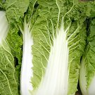 200 Seeds Chinese Cabbage Heirloom