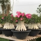 2 Seeds Imported Adenium