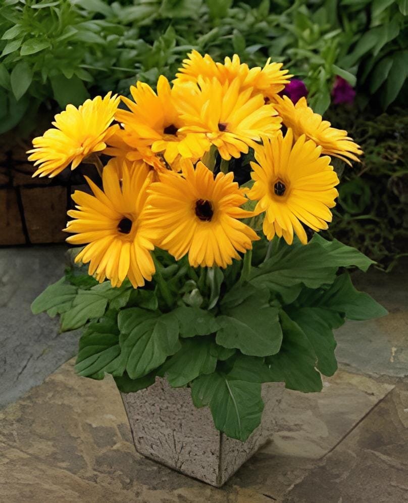 200 Seeds Mixed Angels Yellow Asphodel Bonsai