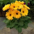 200 Seeds Mixed Angels Yellow Asphodel Bonsai