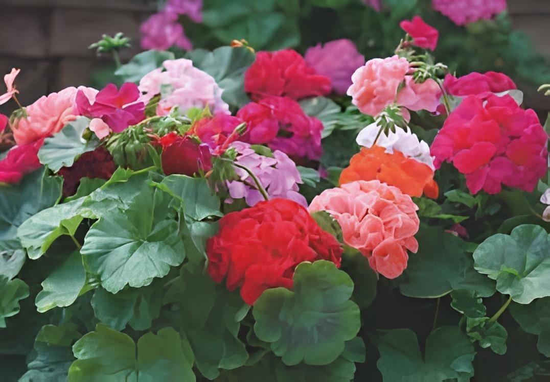 20 Seeds Geranium 'Great Fortunes' Mixed