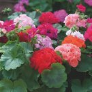 20 Seeds Geranium 'Great Fortunes' Mixed