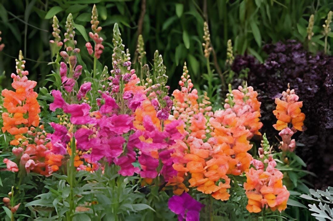 200 Seeds Multi-Color Antirrhinum Majus Bonsai