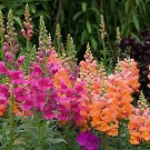 200 Seeds Multi-Color Antirrhinum Majus Bonsai