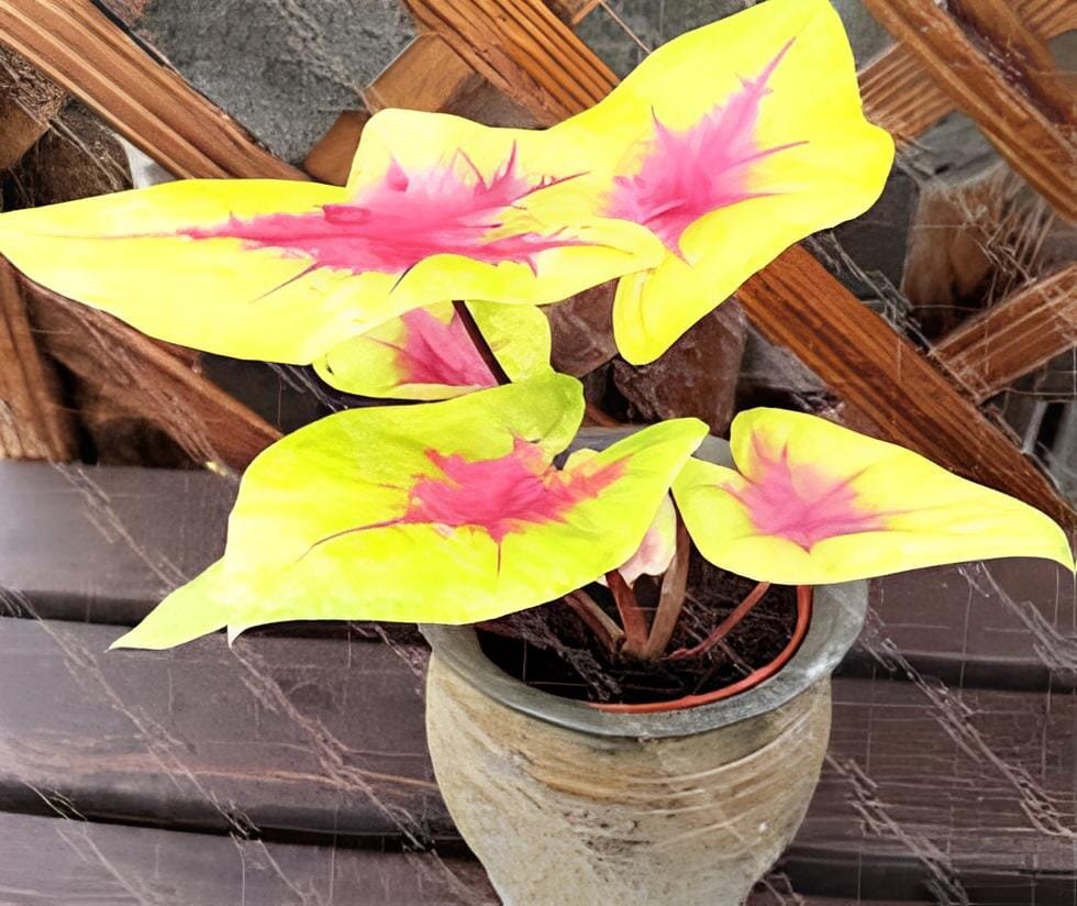 200 Seeds Rare Androsace Bonsai Garden Plants