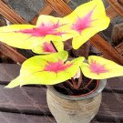 200 Seeds Rare Androsace Bonsai Garden Plants
