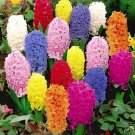 2 Seeds Color Mixing Hyacinth Easy Grow