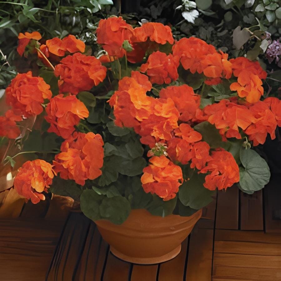 60 Seeds Multiple Colour Geranium Plants
