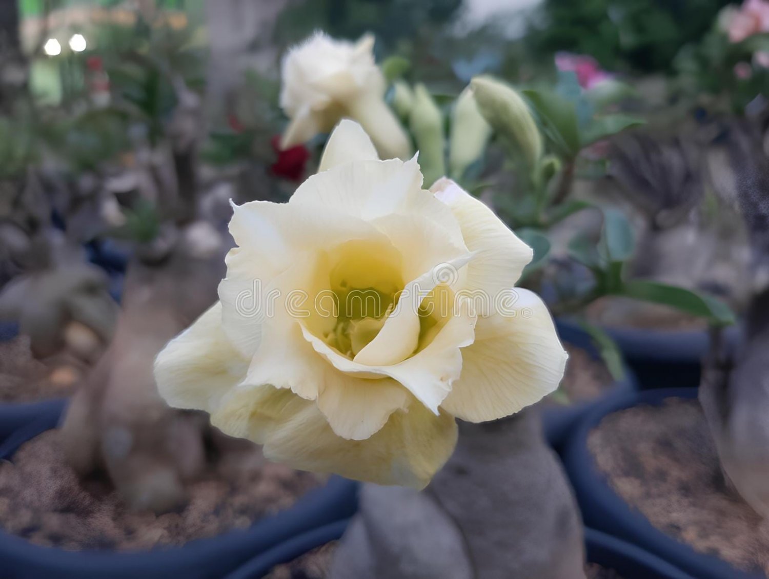 4 Seeds Adenium Whitish Light Yellow Flower