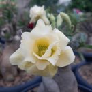 4 Seeds Adenium Whitish Light Yellow Flower
