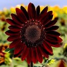 12 Seeds Sunflower Dark Red & Fresh Red Flower