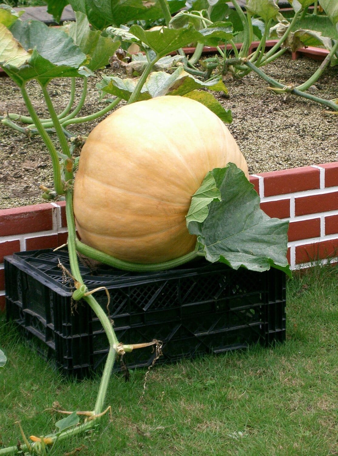 12 Seeds Giant Pumpink
