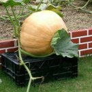 12 Seeds Giant Pumpink