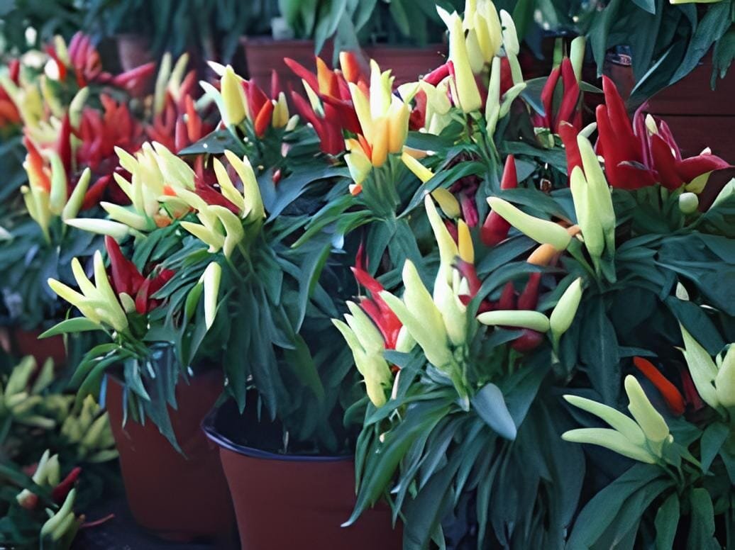50 Seeds Ornamental Pepper Yellow Red Colorful Pod Chilli