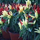 50 Seeds Ornamental Pepper Yellow Red Colorful Pod Chilli
