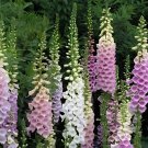 200 Seeds Digitalis Foxglove Excelsior Hybrids