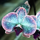 200 Seeds Multi Color Dendrobium Orchids Bonsai Tree Very Easy Grow Home