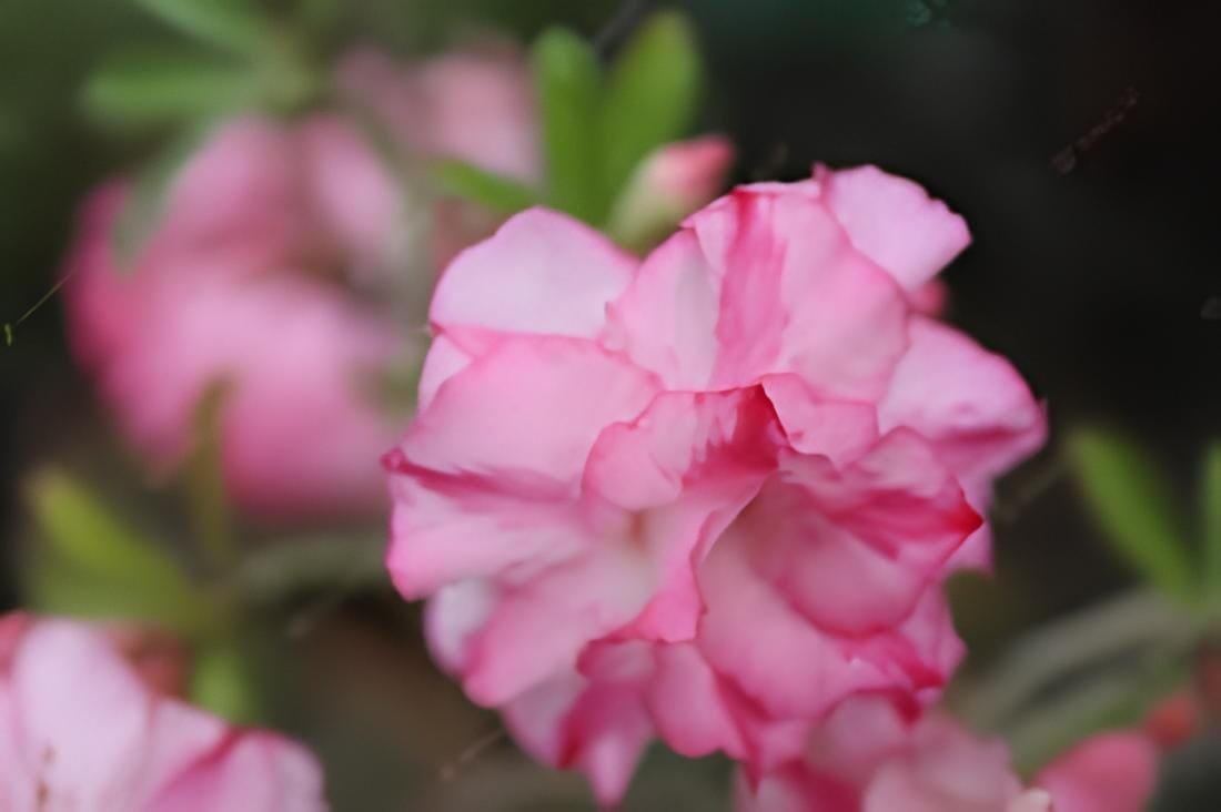 4 Seeds Adenium White Light Pink Petals with Rose Red Centre Flower