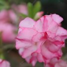 4 Seeds Adenium White Light Pink Petals with Rose Red Centre Flower