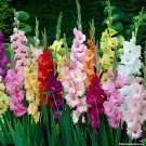 40 Seeds Colors Gladiolus
