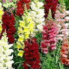 400 Seeds Heirloom Dwarf Common Snapdragon Bonsai Flower