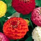 200 Seeds Long Flowering Period Bonsai Zinnias Elegans Widely Cultivated