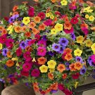 400 Seeds Hybrida Color Petunia Hanging Charming Bonsai Potted