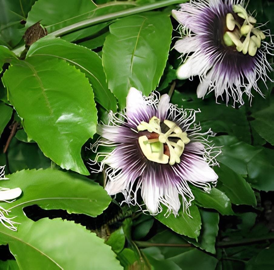 200 Seeds Passiflora Fruits