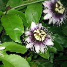 200 Seeds Passiflora Fruits