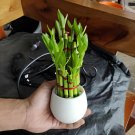 80 Seeds Rainbow Lucky Bamboo Bonsai Small Potted Plants
