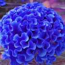 400 Seeds Celosia Cristata