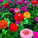 400 seeds Mixed Zinnia Bonsai Pretty Pastel Colors Perennial Bonsai