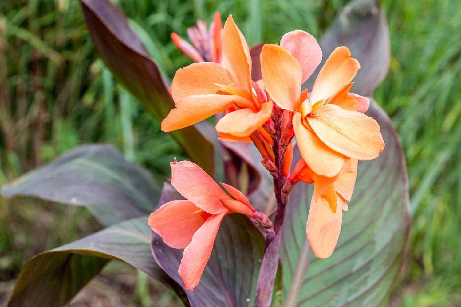 400 Seeds Canna Lily Potted Flower