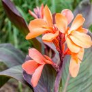 400 Seeds Canna Lily Potted Flower