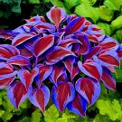 300 Seeds Beautiful Hosta Bonsai Perennials Lily Flower Shade Hosta Flower Grass