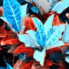 200 Seeds Blue Variegated Leaf Croton Mixed Colorful Ornamental Bonsai Plants