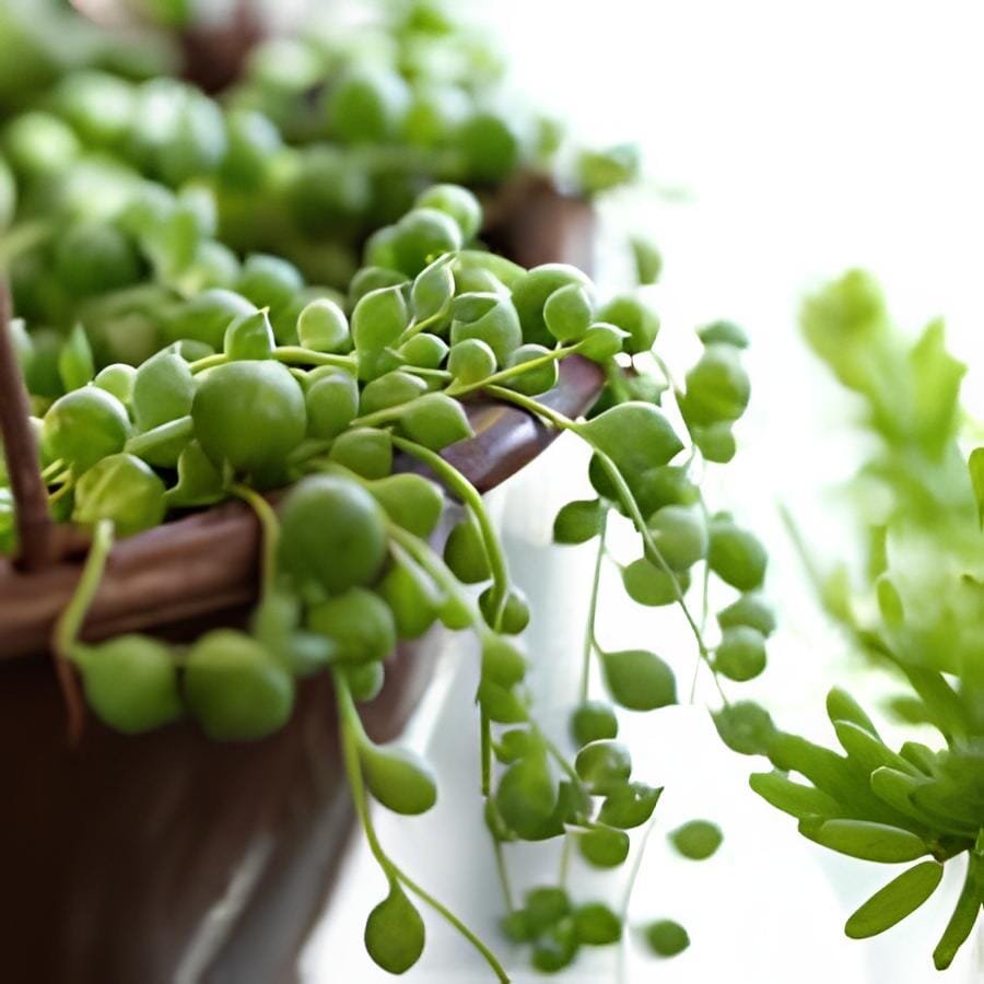 200 Seeds Gardem Beads Senecio Rowleyanus Bonsai Pearl Chlorophytum Succulent Pl