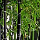 40 Seeds Mixed Bambaoo Moso Bamboo Timor Black Bamboo