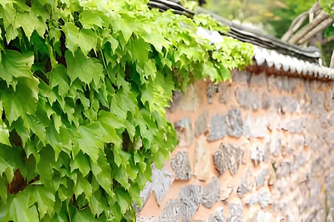 100 Seeds Green Boston Ivy Seeds Evergreen Climbing Plants