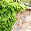 100 Seeds Green Boston Ivy Seeds Evergreen Climbing Plants