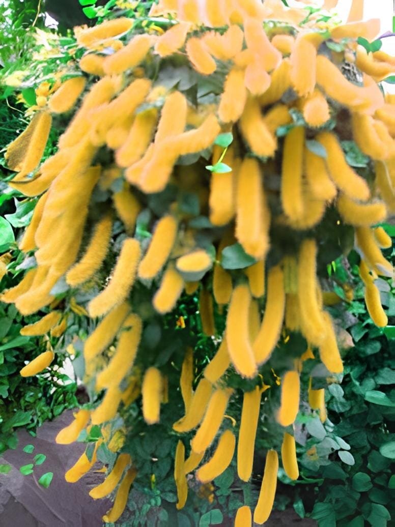 200 Seeds Hybrid F2 Chenille Plant (Acalypha pendula) Seeds Orange Color Bonsai