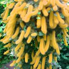 200 Seeds Hybrid F2 Chenille Plant (Acalypha pendula) Seeds Orange Color Bonsai