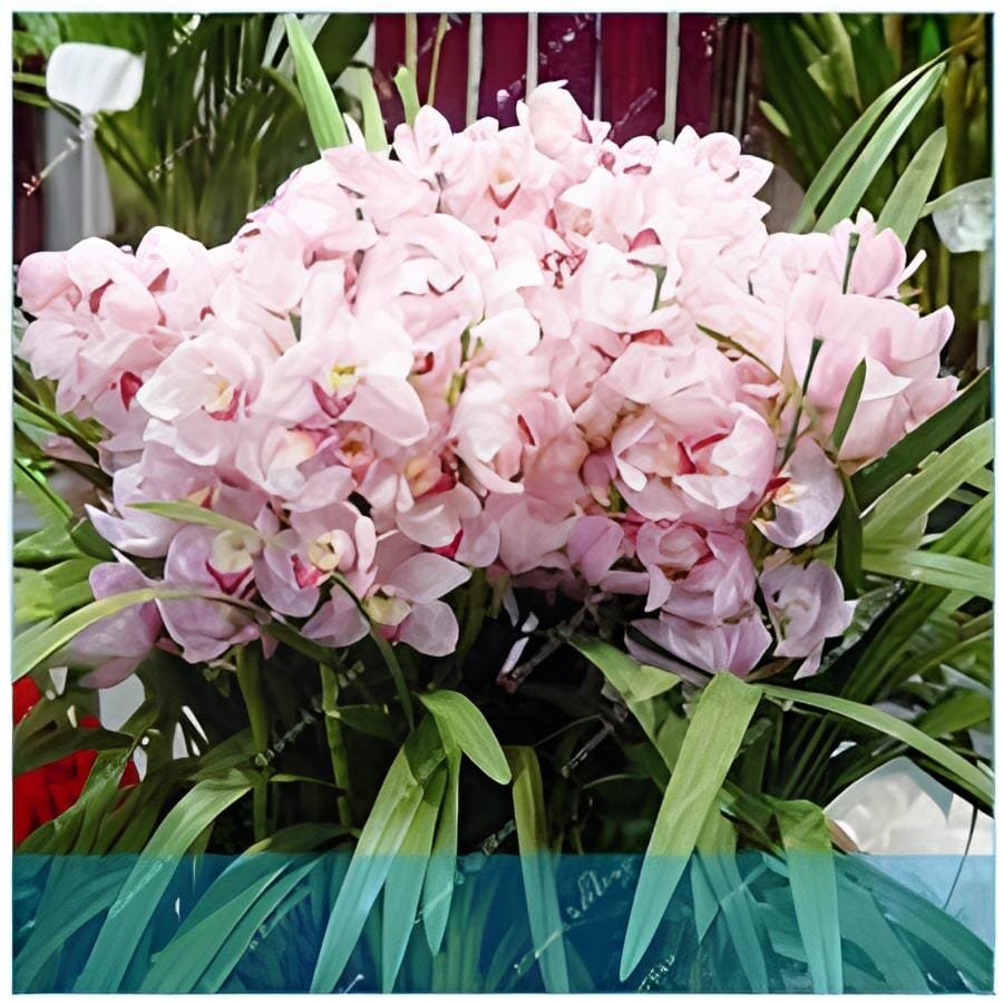 200 Seeds Rare Cymbidium Orchid Plant