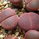 400 Seeds Lithops Seeds Red Colors