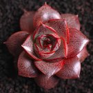 20 Seeds Echeveria purpusorum Red Succulent