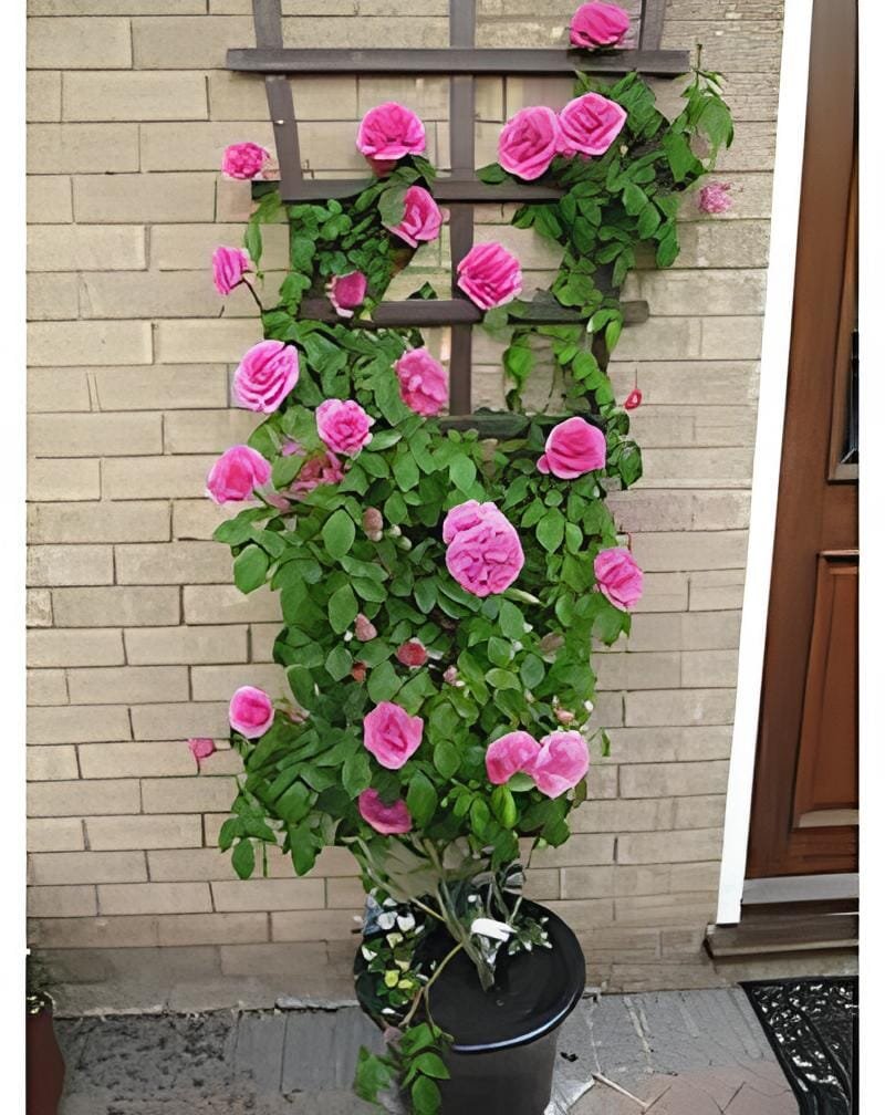 200 Seeds Rose Bonsai Thailand Climbing Rose Tree Rare Flower Pink Bonsai Potted